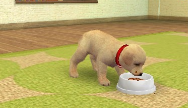 Nintendogs + Cats: Toy Poodle & New Friends screenshot 3 for Nintendo 3DS