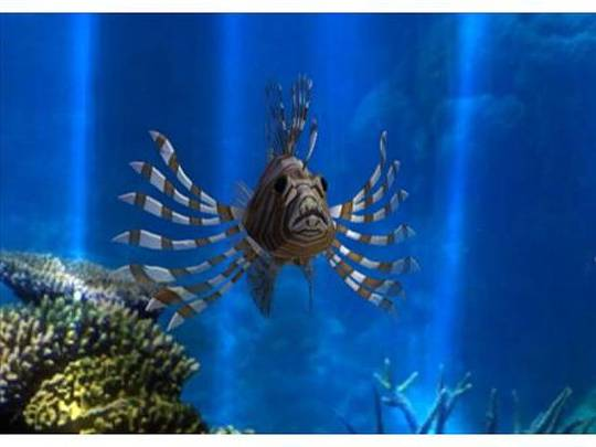 Fantasy Aquarium World screenshot 3 for Wii